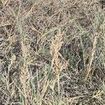 Distichlis spicata 葉