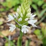 Calanthe triplicata Cvet