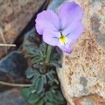 Viola diversifolia फूल