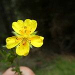 Potentilla pyrenaica 花