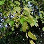 Jasminum didymum Leaf