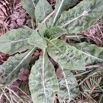 Oenothera biennisLeaf