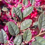 Loropetalum chinense Leaf