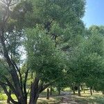 Salix euxina ഇല