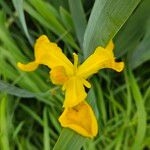 Iris pseudacorus Λουλούδι