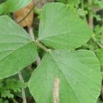 Neustanthus phaseoloides पत्ता
