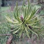 Pinus banksiana পাতা