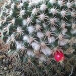 Mammillaria heyderi Fruchs