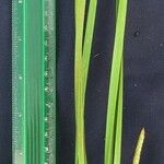 Eleocharis acutangula Övriga