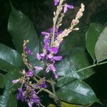 Spirotropis longifolia Flor