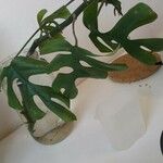 Monstera minima Blatt