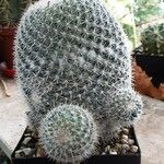 Mammillaria hahniana Hàbitat