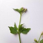 Ageratum conyzoidesFolio