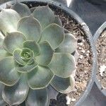 Echeveria australis Leaf