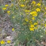 Hypericum linariifolium अन्य