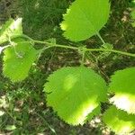 Crataegus intricata পাতা