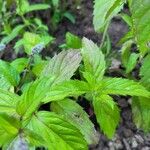 Mentha x piperita Fuelha