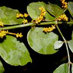 Phoradendron piperoides Leaf
