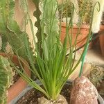 Albuca spiralis Folha