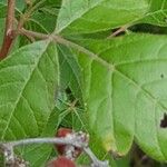 Rhus aromatica Folha