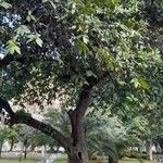 Ficus coronata Plante entière