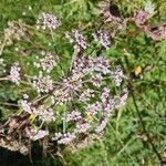 Angelica atropurpurea Flor