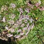 Angelica atropurpurea Квітка