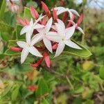 Carissa spinarum Blomst