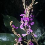 Spirotropis longifolia Flor