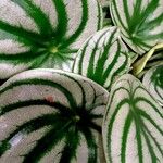 Peperomia argyreia Folha