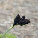 Carex parviflora Цвят