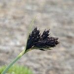 Carex parviflora Cvet