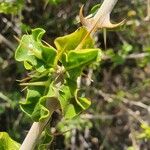 Solanum arundo Leaf