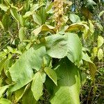 Miconia elata Feuille