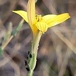 Lactuca saligna Flower