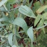 Jasminum beesianum Hoja