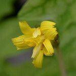 Aposeris foetida Flor