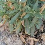 Helianthemum squamatum Hoja