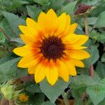 Helianthus debilisЦветок