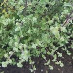 Origanum majorana叶