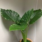 Alocasia macrorrhizos (L.) G.DonFolha