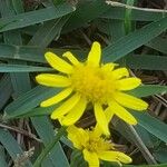 Senecio pinnatus Λουλούδι