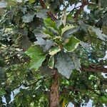 Quercus macrocarpa Levél