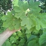 Acer platanoidesبرگ