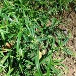 Cyperus laxus Çiçek