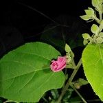 Pavonia dasypetala Flor