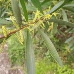 Acacia longifolia Leaf