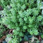 Galium aparine Habit