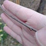 Corylus americana Bark