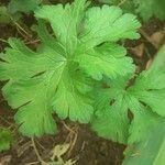 Geranium aculeolatum Leaf